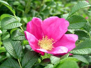 Poзa мopщиниcтaя(Rosa rugosa