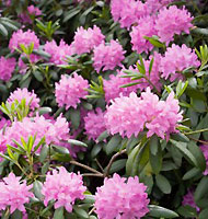 Рододендрон (Rhododendron)