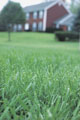 Газонная трава - виды газонных смесей